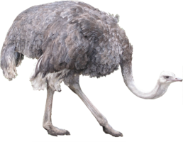 animals & ostrich free transparent png image.