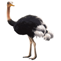 animals & ostrich free transparent png image.