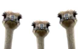 animals & Ostrich free transparent png image.