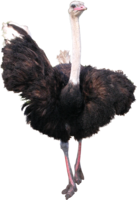 animals & ostrich free transparent png image.