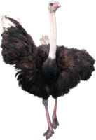 animals & Ostrich free transparent png image.