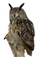 animals & Owls free transparent png image.