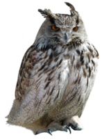 animals & owls free transparent png image.