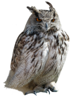 animals & Owls free transparent png image.