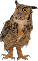 animals & owls free transparent png image.