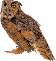 animals & Owls free transparent png image.