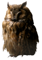 animals & Owls free transparent png image.