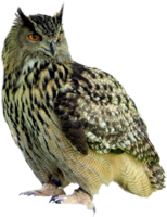 animals & Owls free transparent png image.