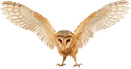 animals & owls free transparent png image.