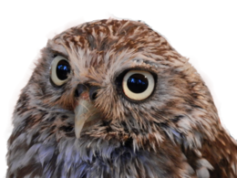 animals & owls free transparent png image.