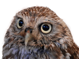 animals & Owls free transparent png image.