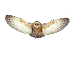 animals & Owls free transparent png image.