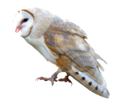 animals & owls free transparent png image.