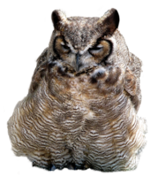 animals & owls free transparent png image.