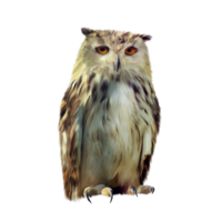 animals & Owls free transparent png image.