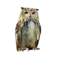 animals & owls free transparent png image.