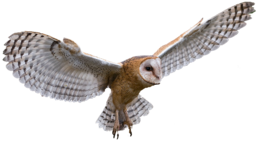 animals & Owls free transparent png image.