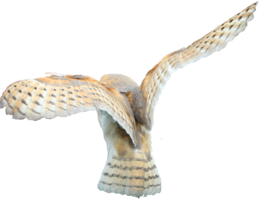 animals & Owls free transparent png image.