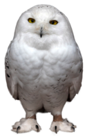 animals & owls free transparent png image.