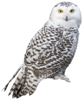 animals & owls free transparent png image.