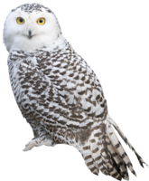 animals & Owls free transparent png image.