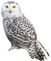 animals & owls free transparent png image.