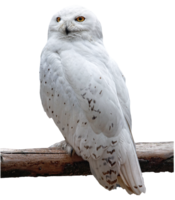 animals & owls free transparent png image.