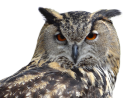 animals & Owls free transparent png image.