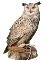 animals & Owls free transparent png image.