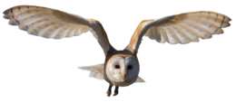 animals & Owls free transparent png image.