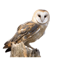 animals & Owls free transparent png image.