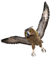 animals & owls free transparent png image.