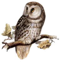 animals & owls free transparent png image.