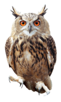 animals & Owls free transparent png image.