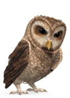 animals & owls free transparent png image.