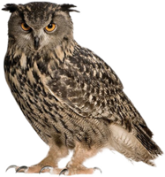 animals & Owls free transparent png image.