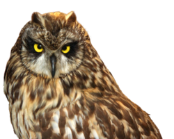 animals & owls free transparent png image.