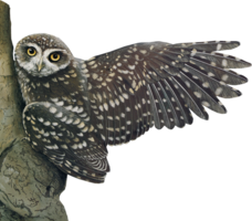 animals & owls free transparent png image.