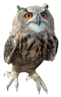 animals & owls free transparent png image.