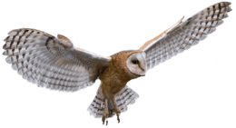 animals & owls free transparent png image.