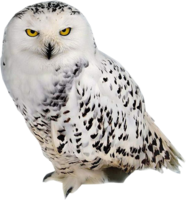 animals & owls free transparent png image.