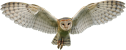 Owls&animals png image