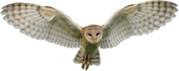 animals & owls free transparent png image.