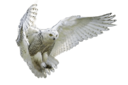 animals & owls free transparent png image.