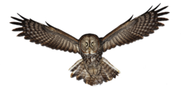 animals & owls free transparent png image.