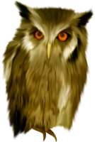 animals & owls free transparent png image.