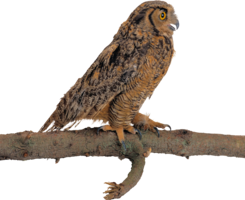 animals & owls free transparent png image.