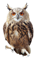 animals & Owls free transparent png image.