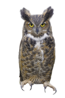 animals & owls free transparent png image.