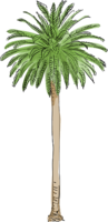 nature & Palm tree free transparent png image.